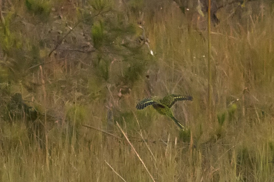 Ground Parrot (Pezoporus wallicus)